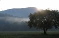 Foggy Bottom Farms